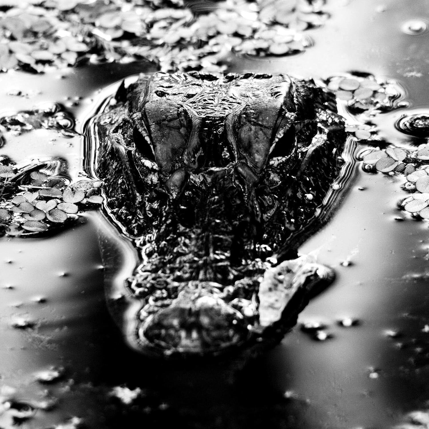 Muchas Bendiciones LP - Cuerpo de Emanación