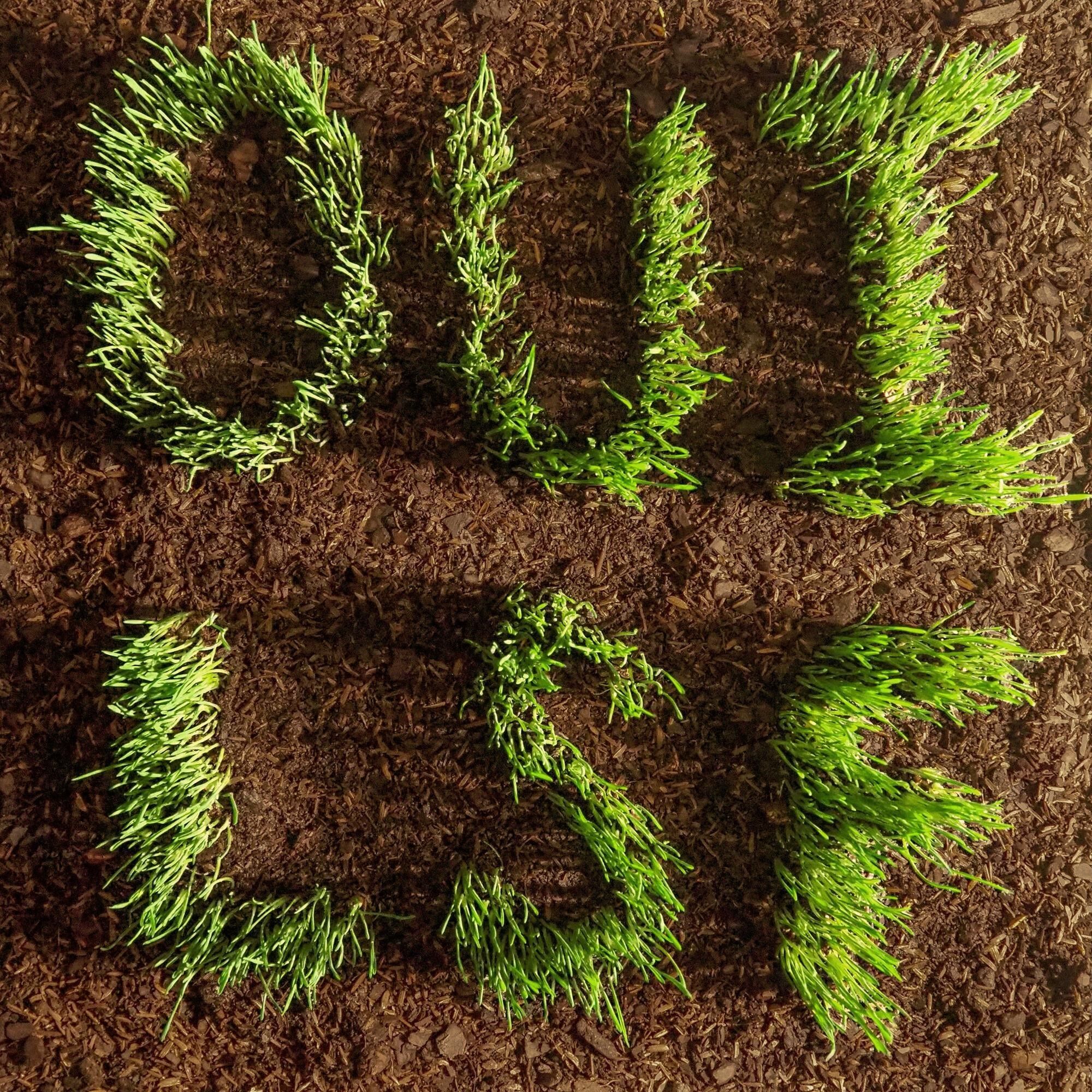 Les Savy Fav LP - Oui / Lsf (Bloodshot Vinyl) (Indie)