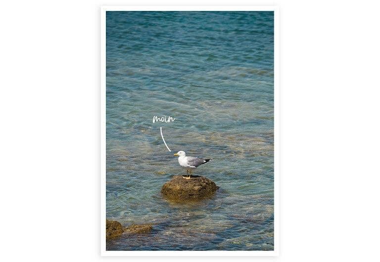 Moin Möwe | Postkarte | Gruß