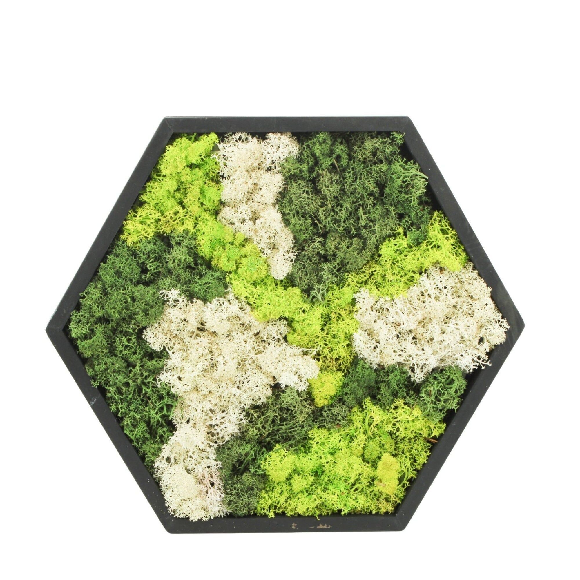 Moss Art in Wooden Frame - Hexagon Large