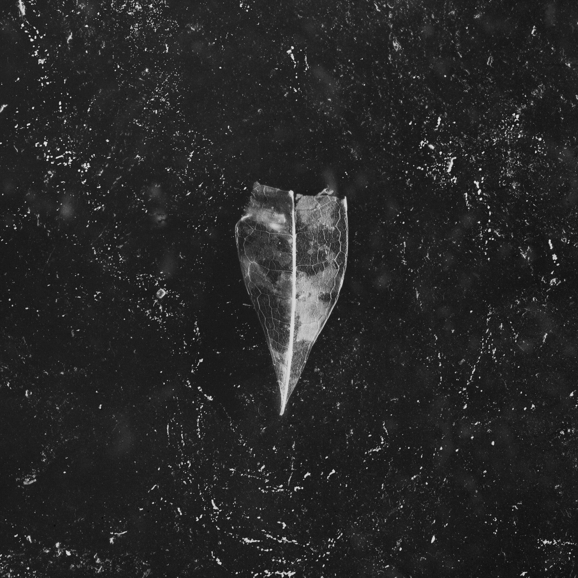 Les abeilles ont fait du miel dans l'arbre veineux LP - Aion (2Lp)