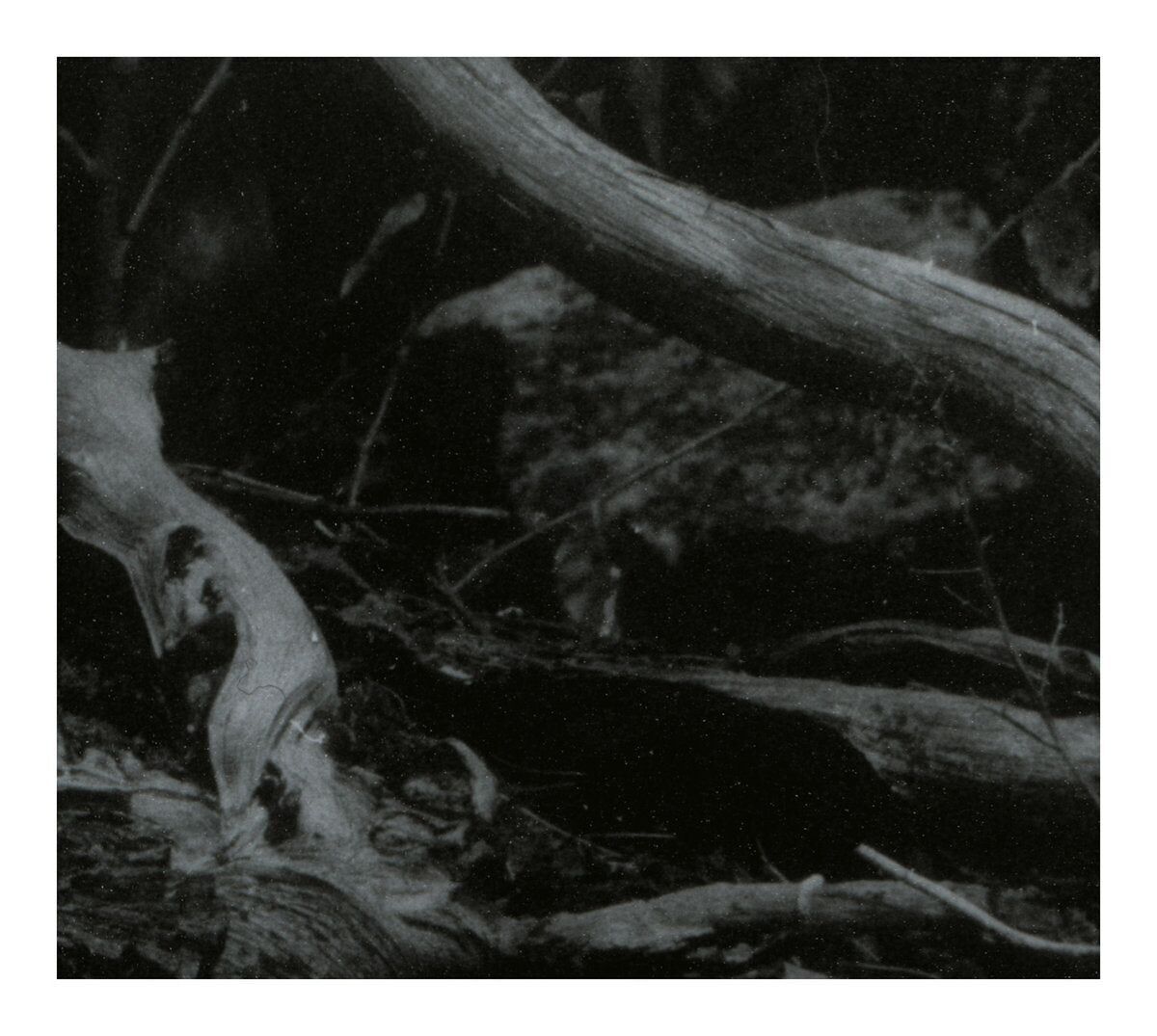 Barren Canyon LP - Mondo delle ferite