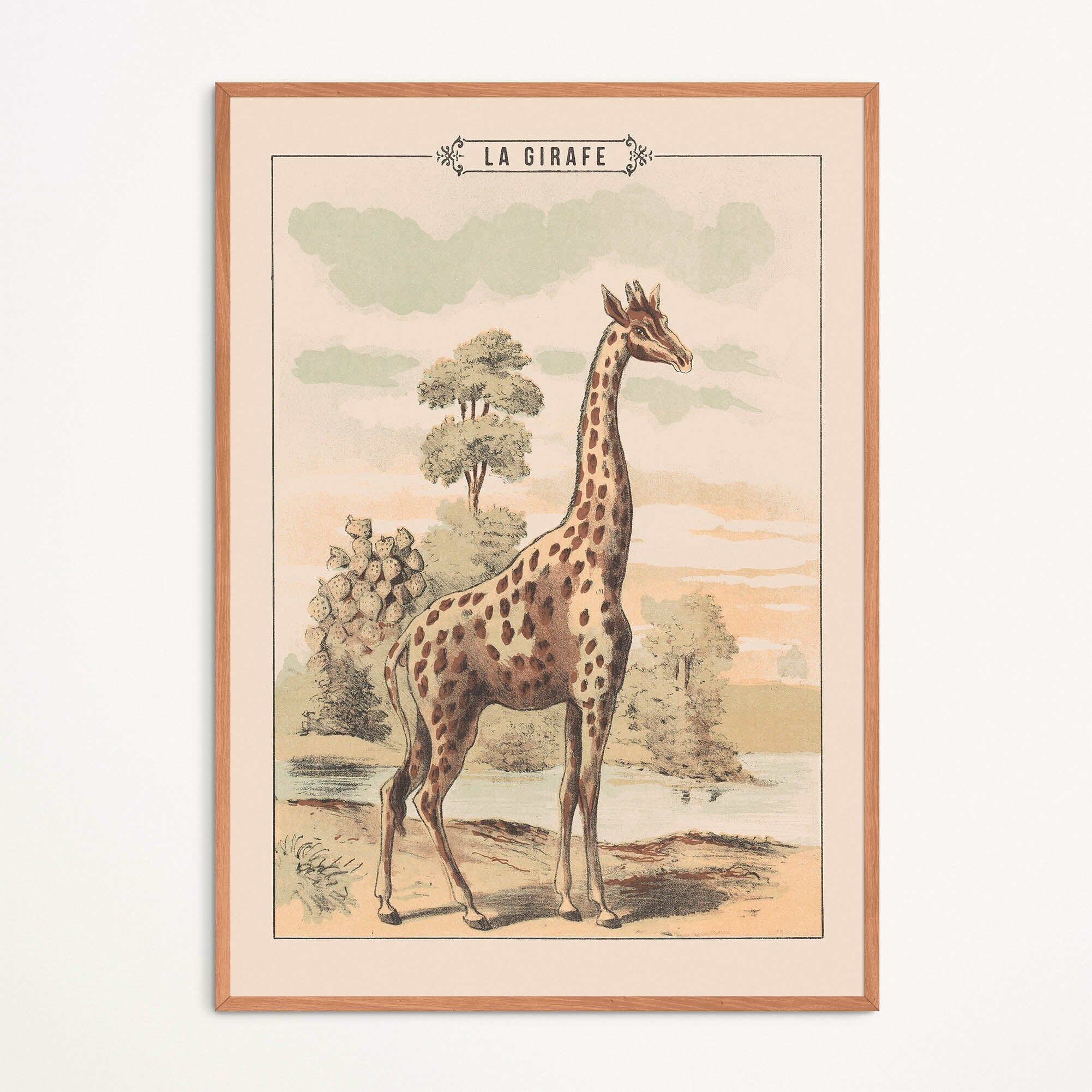 Locandina: Giraffa