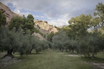Dehesa de la Sabina Huile d'olive extra vierge biologique (250 ml) 5
