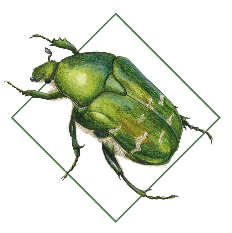 Freshness Deodorant 50ml