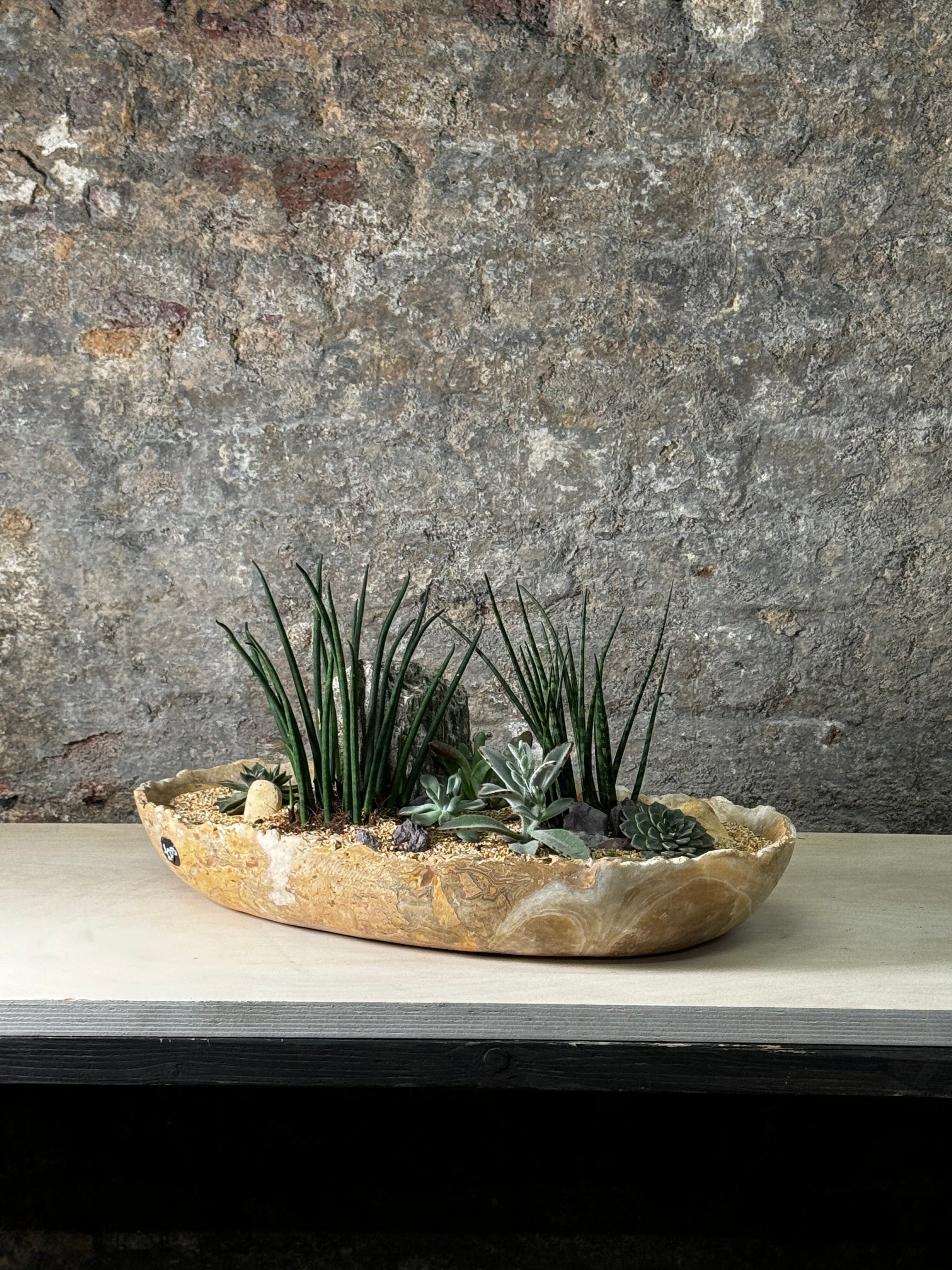 Premium Raukantiger Onyx Sukkulentengarten FR10