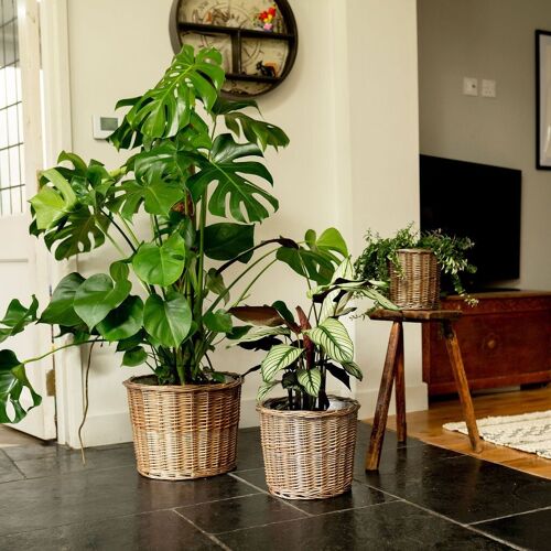 Light Grey Round Wicker Lined Planter Basket Bundle