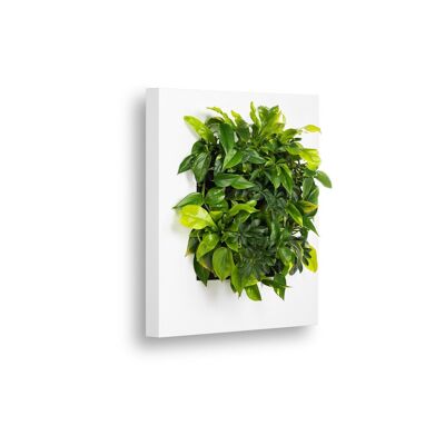 LIVE PICTURE - Cadre mural vivant - 72cm - Blanc