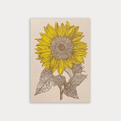 Cartolina/girasole/carta ecologica