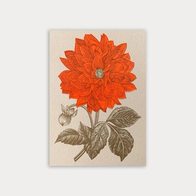 Cartolina / Dalia / Risografia