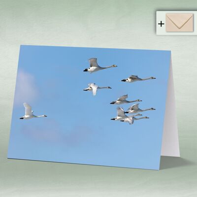 Greeting card, double card 8133