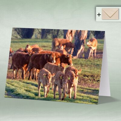Greeting card, double card 8130