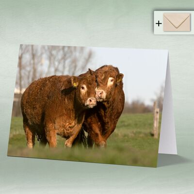 Greeting card, double card 8131