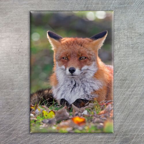 Photo magnets, Fotomagnet 7006