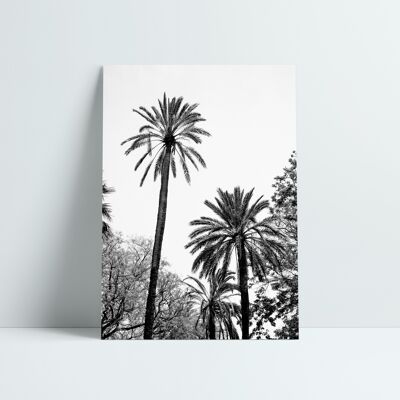 POSTER 30x40 CM - PALME IN BIANCO E NERO