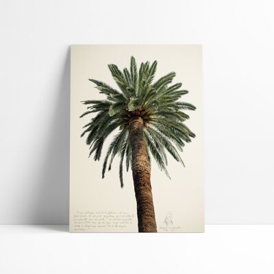 30x40 CM POSTER - GROSSER PALMENBAUM