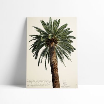 AFFICHE 30x40 CM - GRAND PALMIER