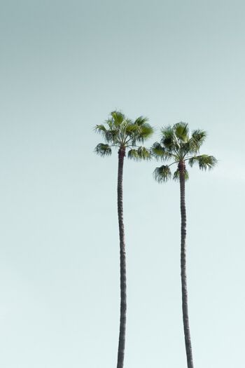 AFFICHE 30x40 CM - LOS ANGELES PALM TREES 3