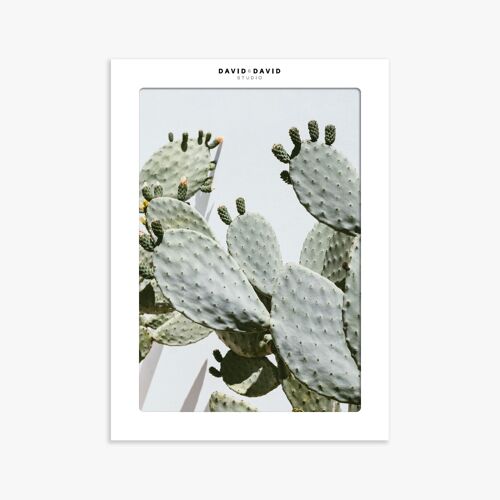 AFFICHE 30x40 CM - CACTUS OPUNTIA N.3