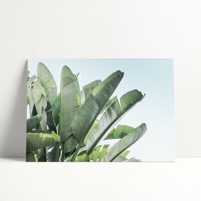 30x40 CM POSTER - BANANA LEAVES N.1