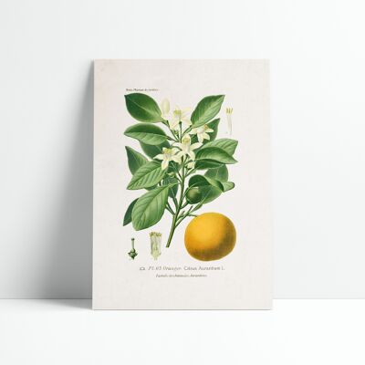 30x40 CM POSTER - CITRUS ORANGE