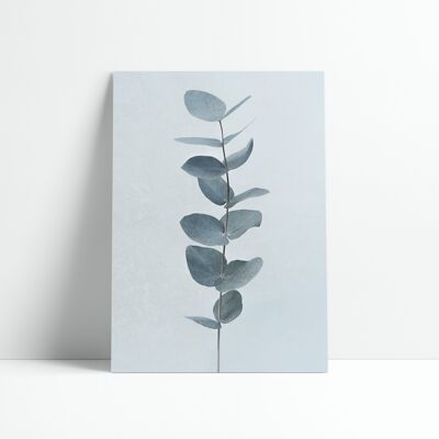 30x40 CM POSTER - EUCALYPTUS