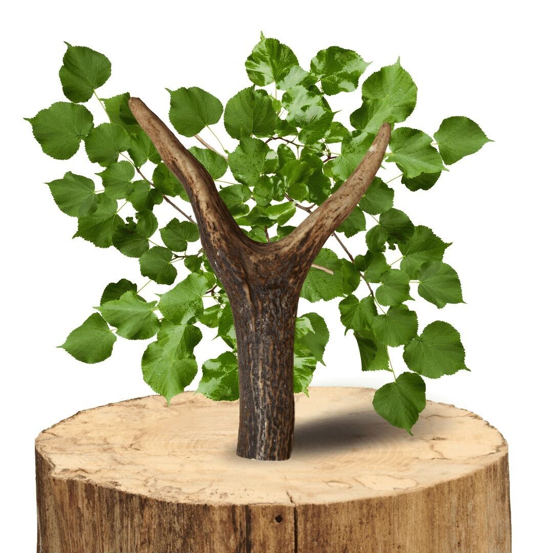 Corna di cervo - Cani adulti