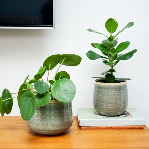 Como planter ( 3 colours & 5 sizes available)