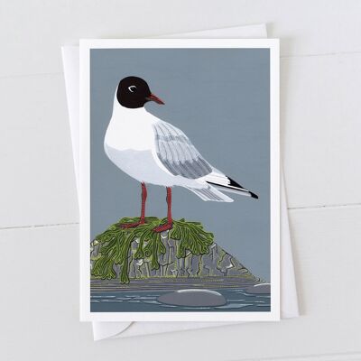 Black Headed Gull Art Card