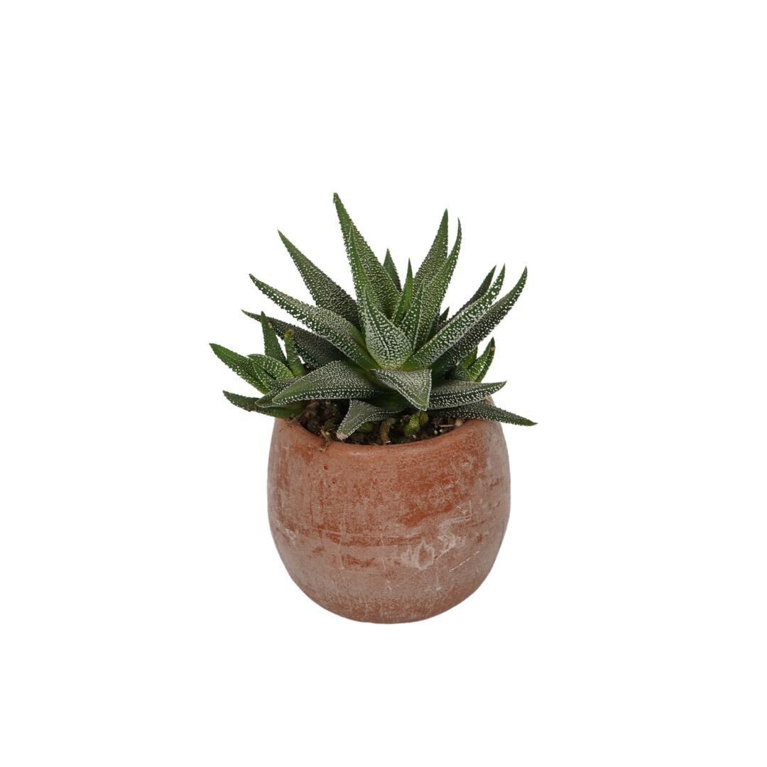 Aroma Bowl Ambra - con Succulenta 6 cm