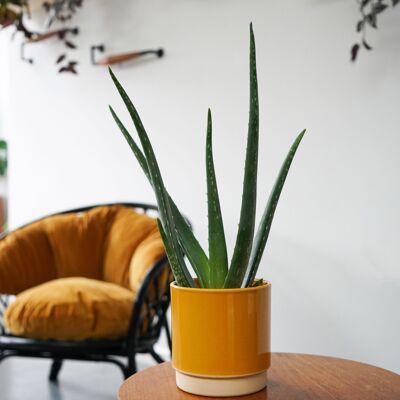 Eno pot (3 colori e 4 misure)