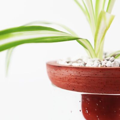 Any Plant Concrete Plant Pot - Terracotta