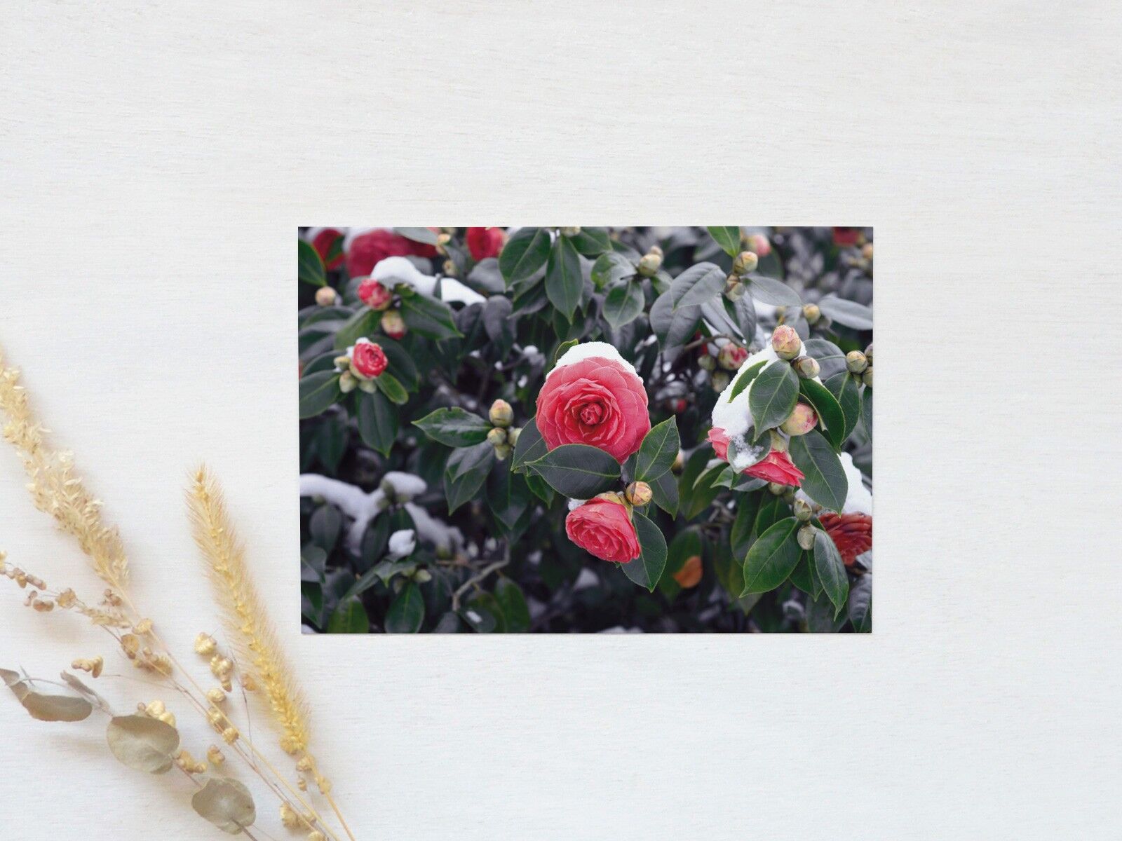 Fotopostkarte: Verschneite Kamelie • Blumen & Winter (inkl. Umschlag)