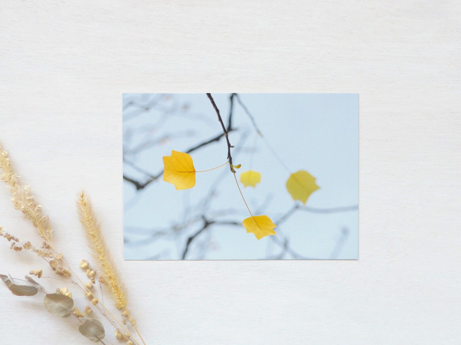 Postal fotográfica: tulipán de Virginia • otoñal y brillante (sobre incluido)