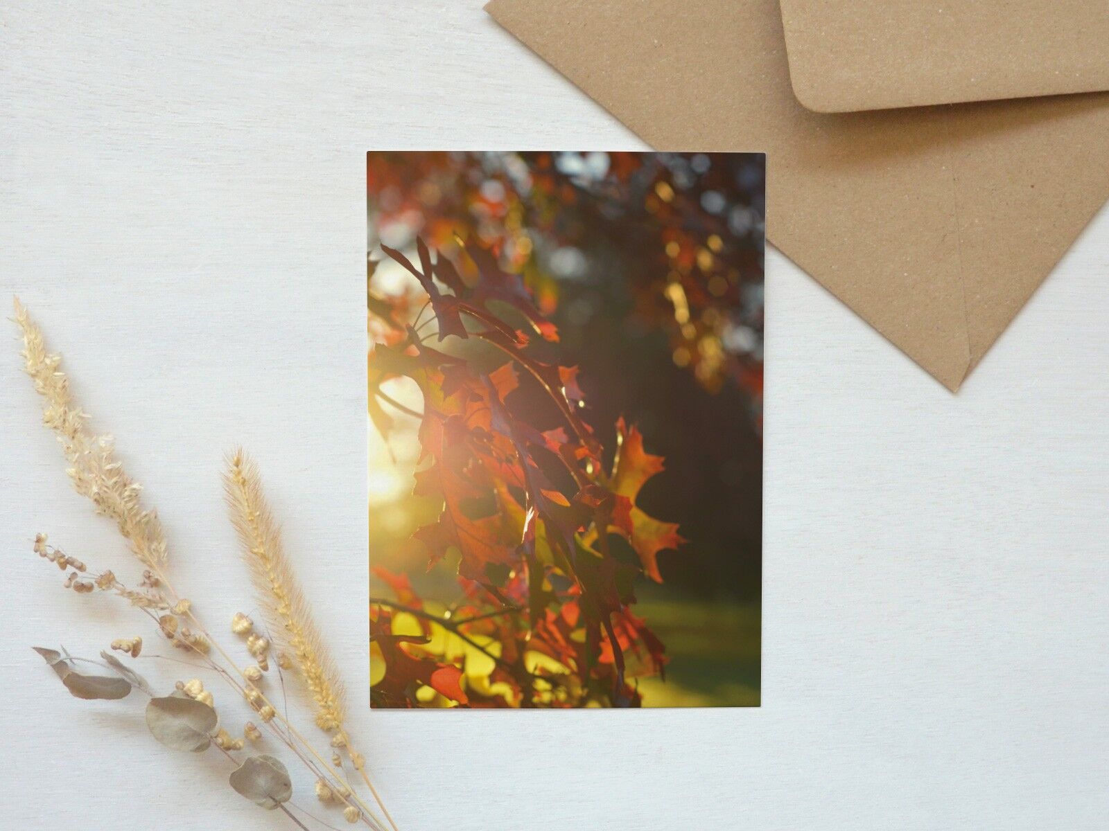 Postal fotográfica: Roble de pantano • otoñal y luminoso (sobre incluido)