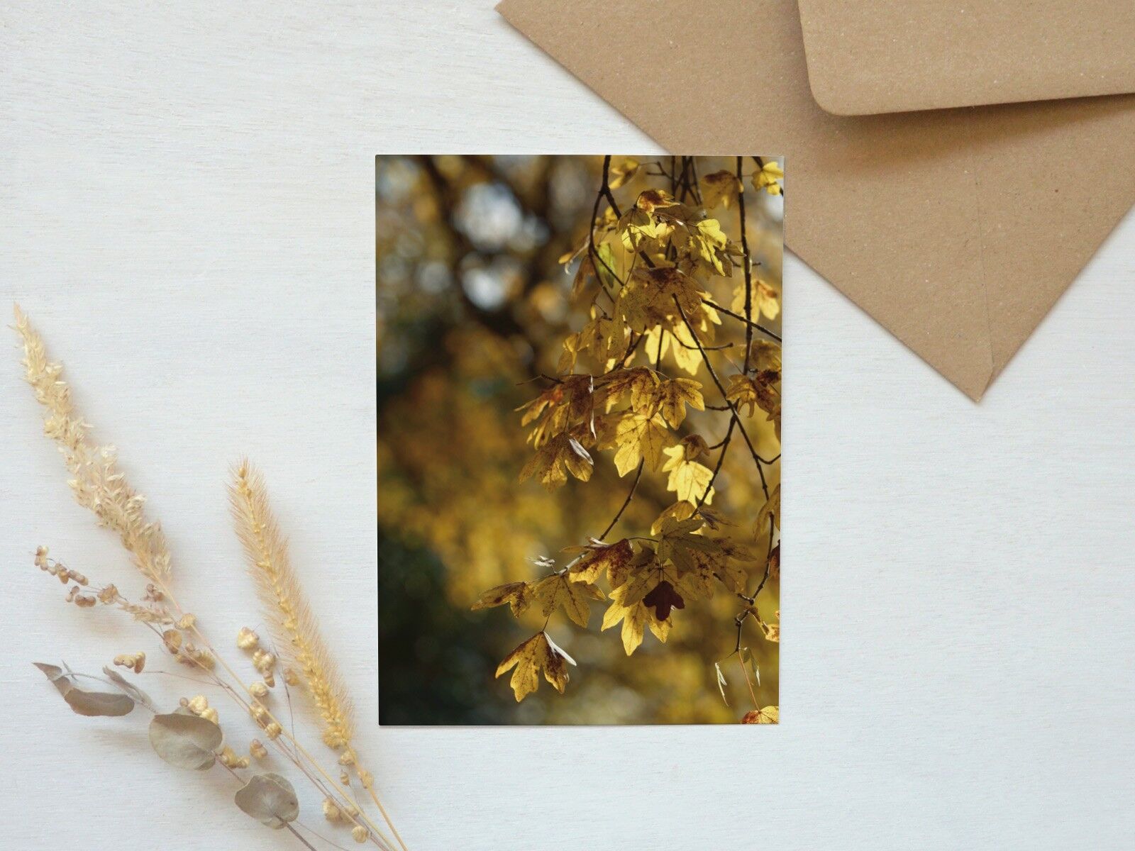 Postal fotográfica: Arce campestre • follaje delicado (sobre incluido)