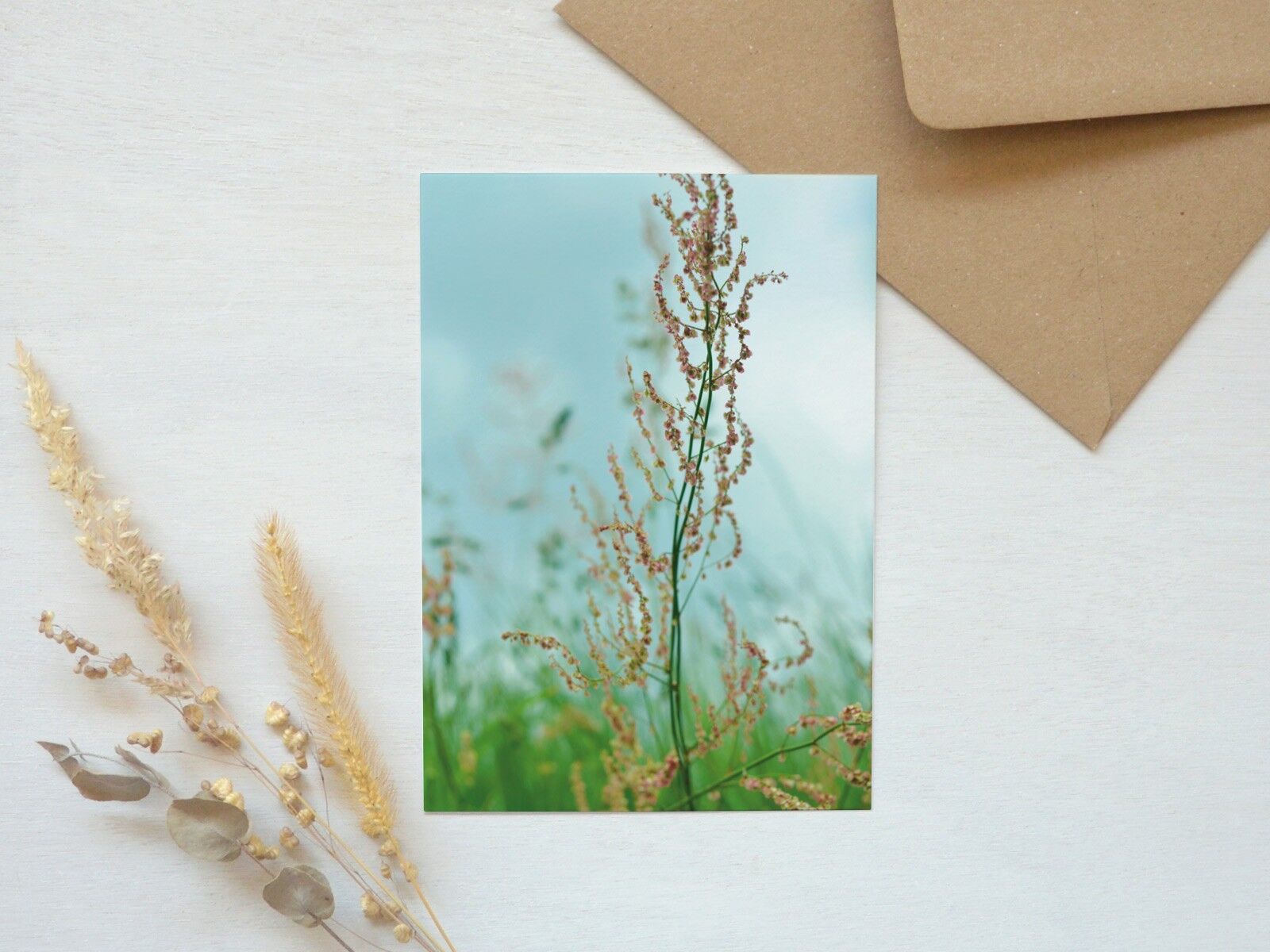 Cartolina fotografica della natura: Acetosella (busta inclusa)