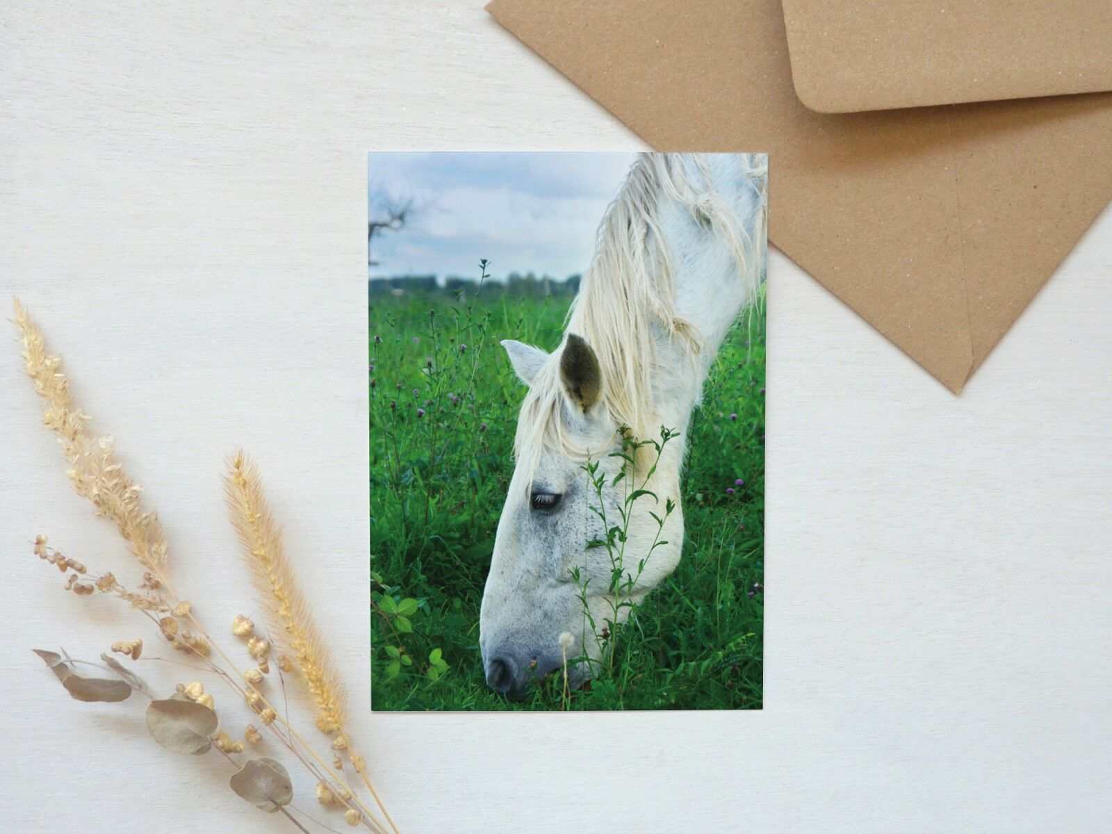 Fotopostkarte: Weißes Pferd • dekorativ mattiert (Umschlag inklusive)