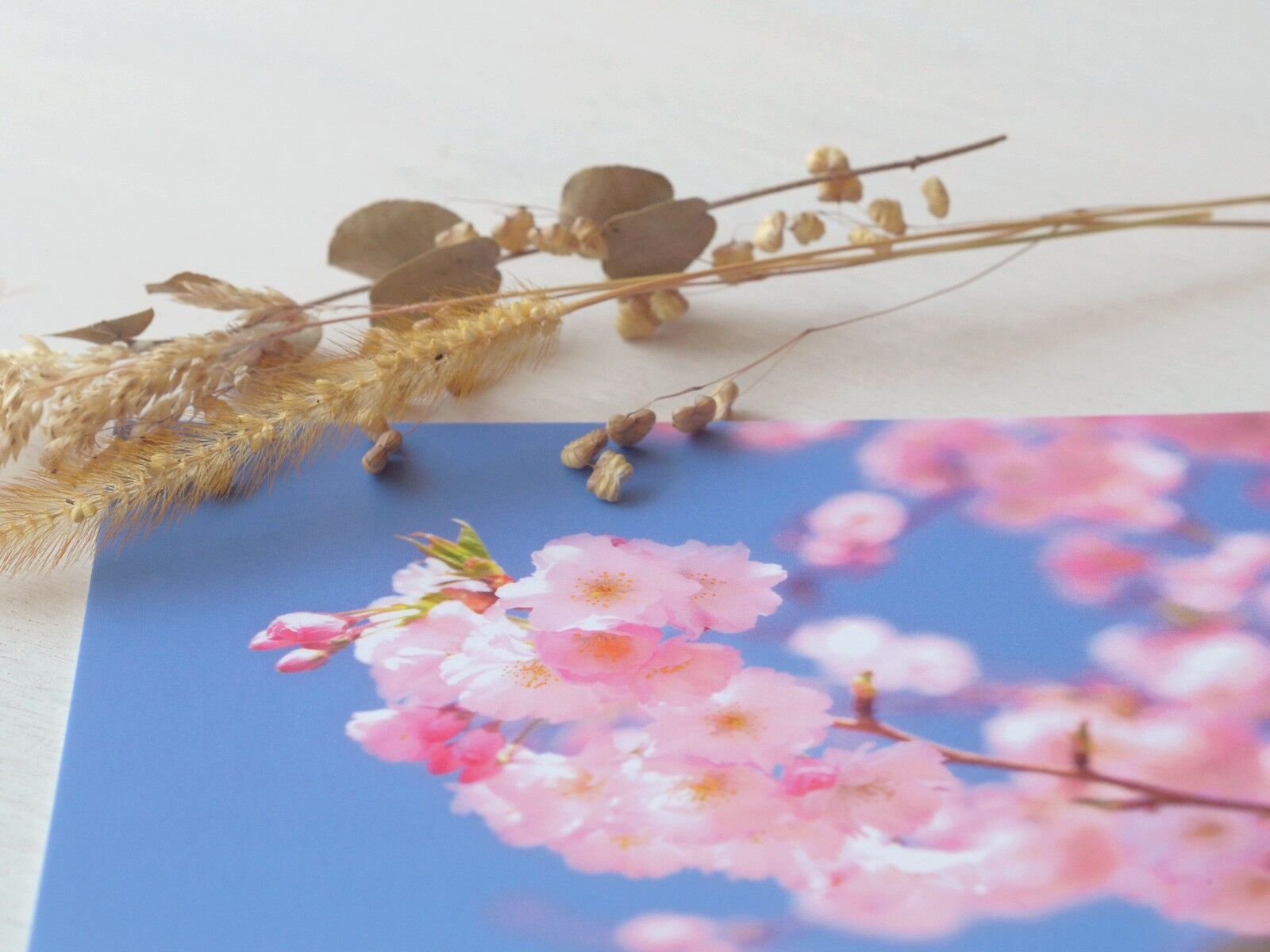 Frühlings-Fotopostkarte: Japanischer Kirschbaum (Umschlag inklusive)