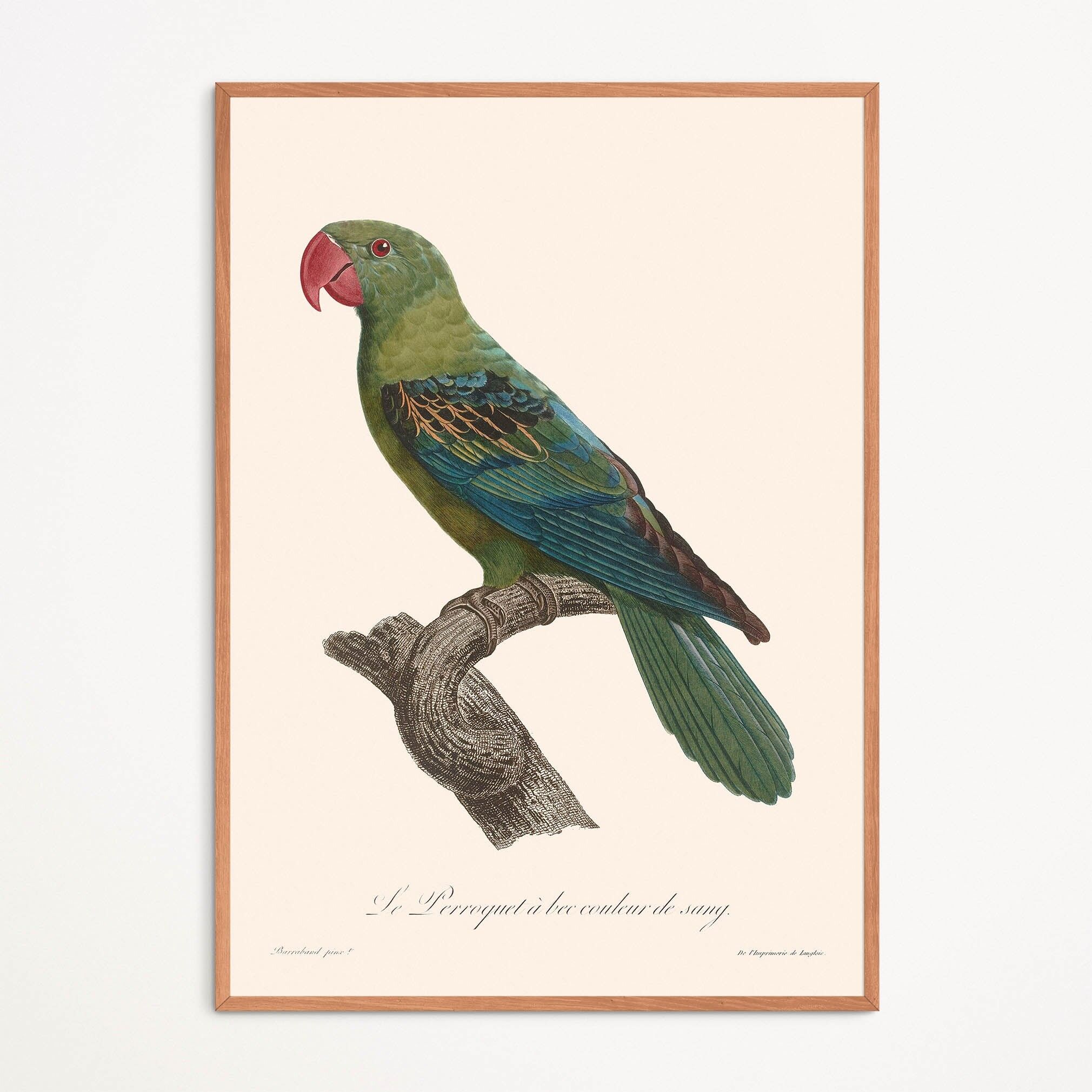 Poster: Pappagallo dal becco color sangue