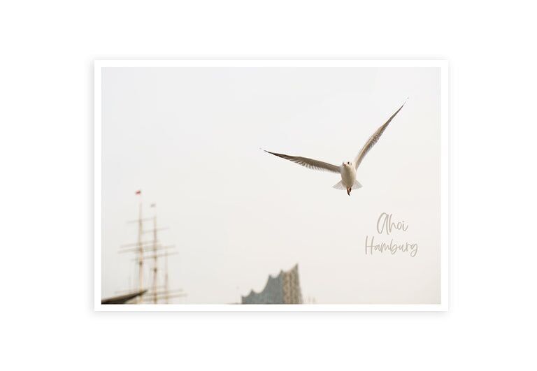 Hamburgo Ahoy Gaviota | tarjeta postal