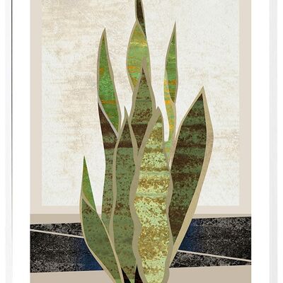 Poster Ansevieria Trifasciata - 50x70cm