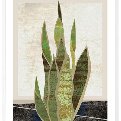 Affiche Ansevieria Trifasciata - 50x70cm