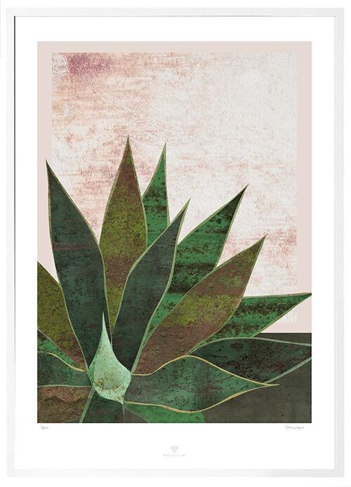 Poster Agave - 50x70cm
