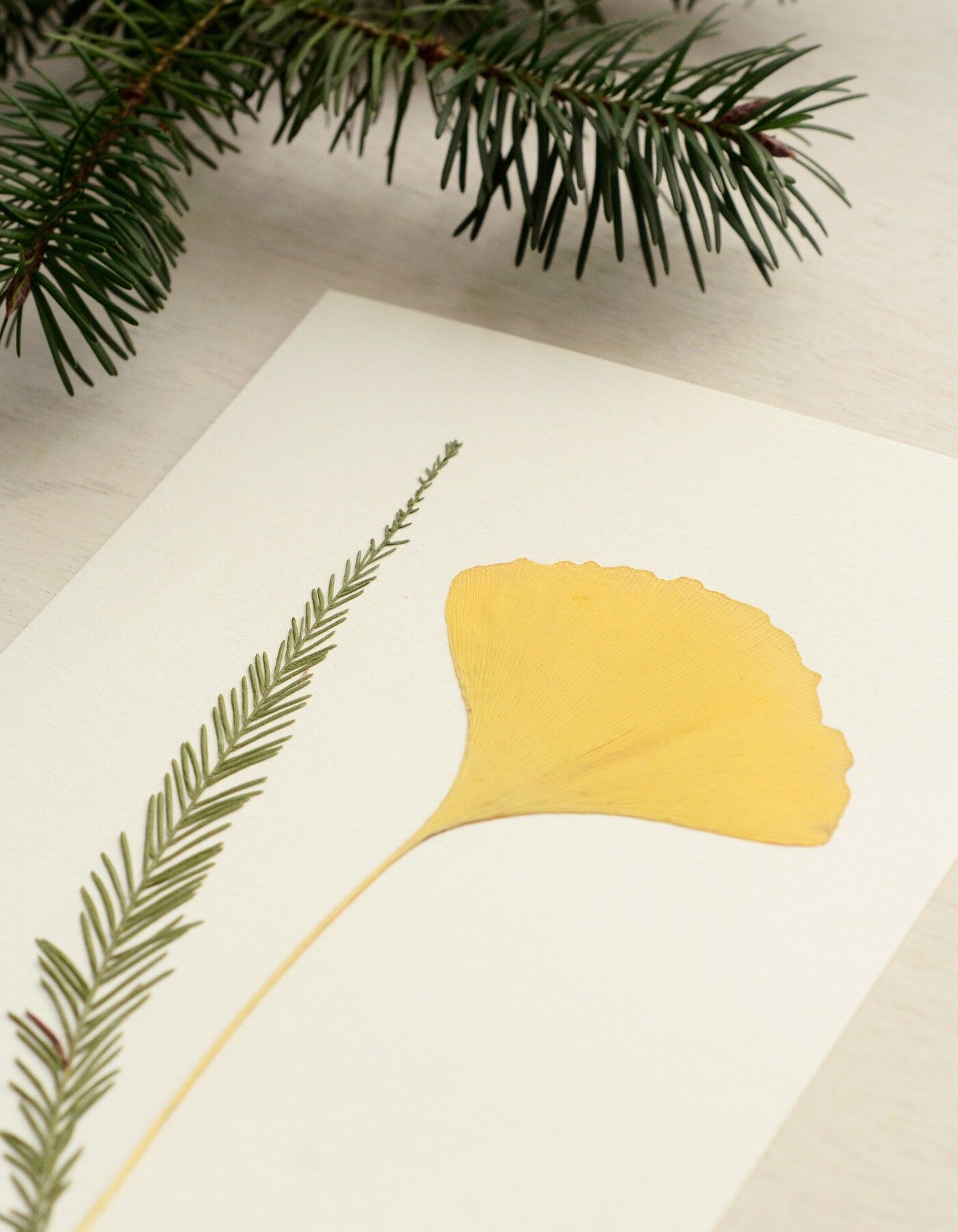 Herbier bouquet "Conifère" • format A5 • à encadrer