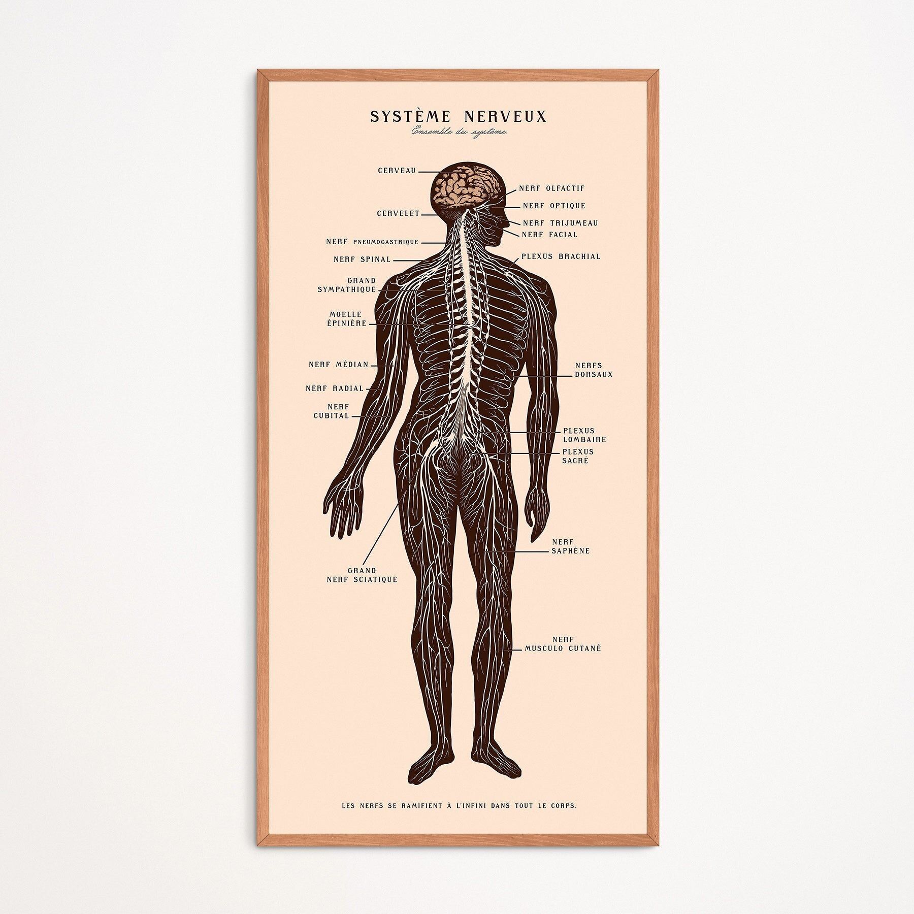 Poster: Sistema nervoso