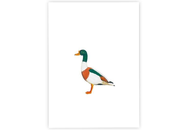 Shelduck | Postcard | Watercolor