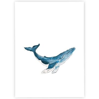 Baleine à bosse | Carte postale | aquarelle
