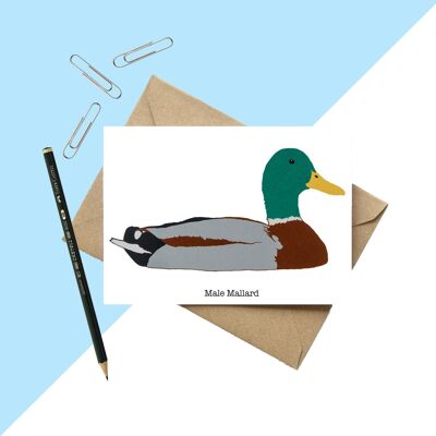 Male Mallard Greetings Card A6