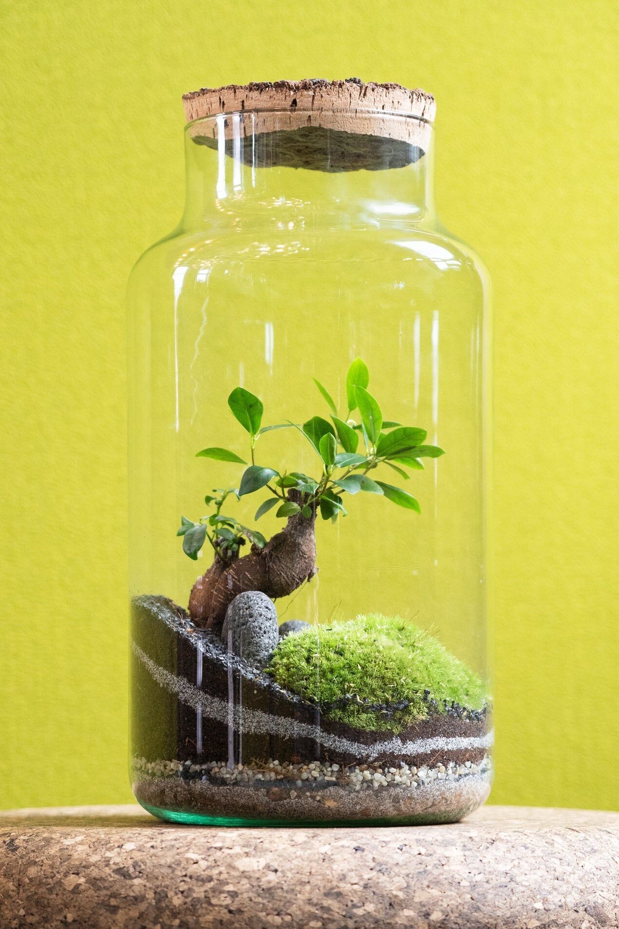 40cm Terrarium - Dschungel